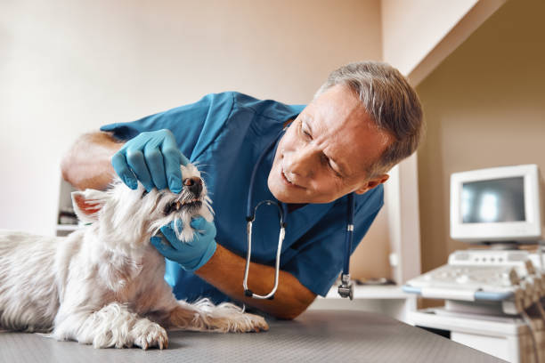 Best Pediatric Emergency Dentist in Konterra, MD